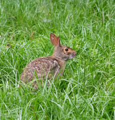 Swamp rabbit (Sylvilagus aquaticus) eating grass, Brazos Bend state park, Needville, Texas, USA.