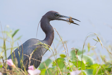 The little blue heron (Egretta caerulea) with caught crawfish, close up