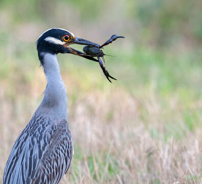 The yellow-crowned night heron (Nyctanassa violacea) eating  a crawfish, close up