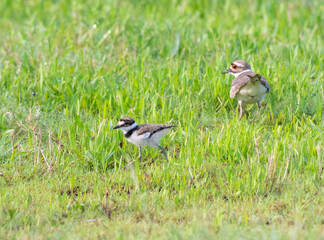 Downy young killdeer (Chardarius vociferus) with its parent in the grass, Texas, USA