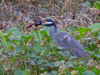 Naklejka premium The yellow-crowned night heron (Nyctanassa violacea) eating a crawfish, close up