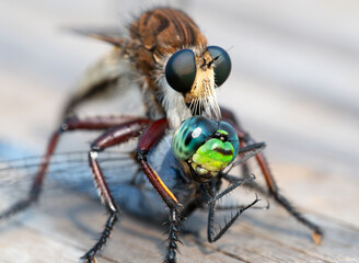 Robber Fly, or Maroon-legged Lion Fly (Promachus hinei), preying on dragonfly, Houston area, Texas, USA.
