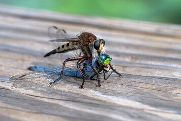 Robber Fly, or Maroon-legged Lion Fly (Promachus hinei), preying on dragonfly, Houston area, Texas, USA.