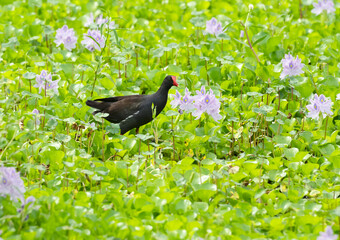 The purple gallinule feeding in the water hyacinth field at Brazos Bend State Park,  Texas, USA