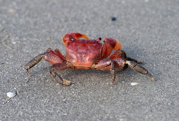 Armases cinereum, also known as the squareback marsh crab or wharf crab on a sand beach in Galveston, Texas, USA