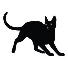 Hand drawing Cat illustration Design