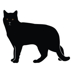 Hand drawing Cat illustration Design