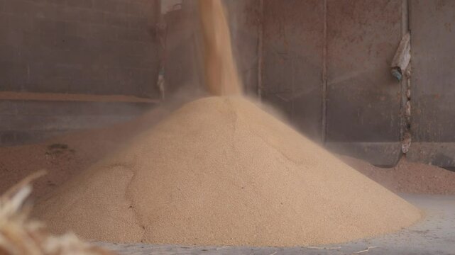 Supply pipe pouring crushed maize germ meal onto pile in warehouse of livestock farm. Process preparing and storage of forage 
