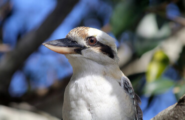 Close up of a Laughing Kookaburra bird