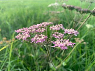 Obraz premium pink flowers in the field