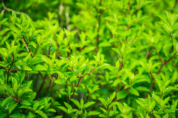 Hydrangea plant growth in the garden. Selective focus.