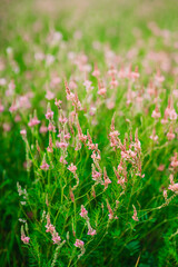 Beautiful Meadow with wild pink flowers alfalfa on the roadside in cloudy summer day. Field background. Selective focus.
