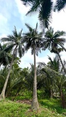 Obraz premium Coconut trees in the green fields with full of coconuts