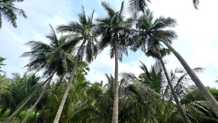 Coconut trees in the green fields with full of coconuts