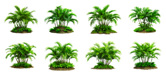 Set of  palm trees in various poses isolated on a white background