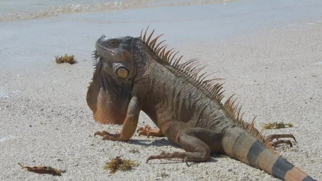 An iguana basks in the sun on a sandy beach, its spiny back and textured skin contrasting with the smooth sand grains.
