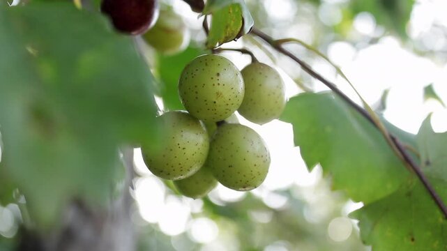 Slow-Motion Shot of a Batch of Green Muscadine Grapes hanging from a grapevine on a pine tree

