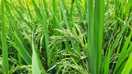 Oryza sativa or commonly known as rice is a type of grain-producing plant and is a staple food for most of the world. Photographed close up with a high angle in the afternoon in a rice field.
