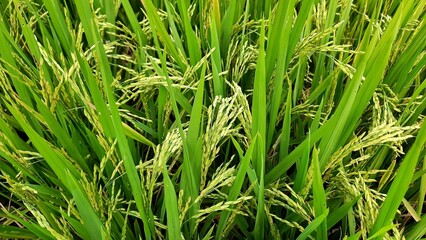 Oryza sativa or commonly known as rice is a type of grain-producing plant and is a staple food for most of the world. Photographed close up with a high angle in the afternoon in a rice field.
