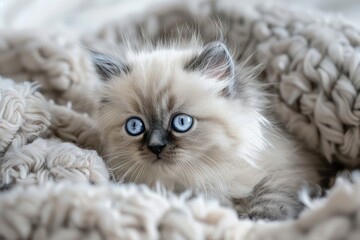 shorthair cat