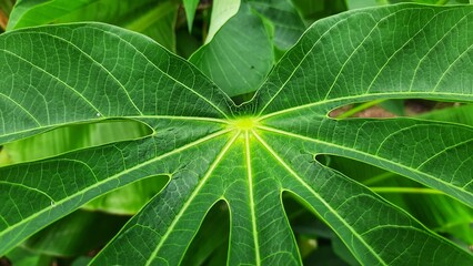 a close-up photo of a cassava (Manihot Esculenta) leaf to show the texture of the leaf and the shape of the spine.
