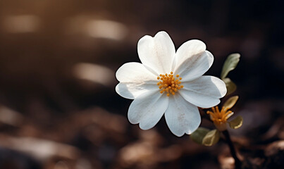Obraz premium Close up little white flower in nature