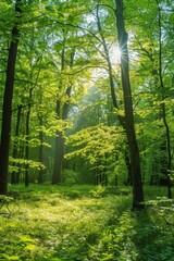 Naklejka premium Sunlit Forest Landscape