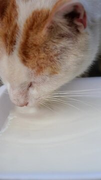 A closeup of a serene cat enjoying a sip of milk from a white bowl in a peaceful setting