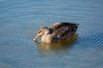 small duck drinking water on a lake