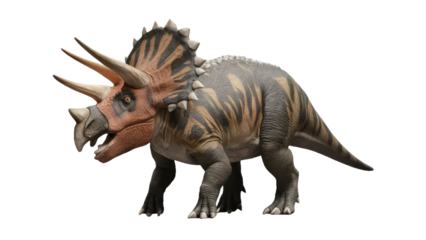 Triceratops dinosaur on white background. 