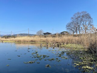 天気の良い日の池