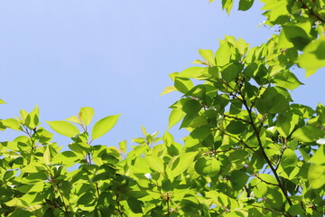 エドヒガンザクラの新緑　青空背景