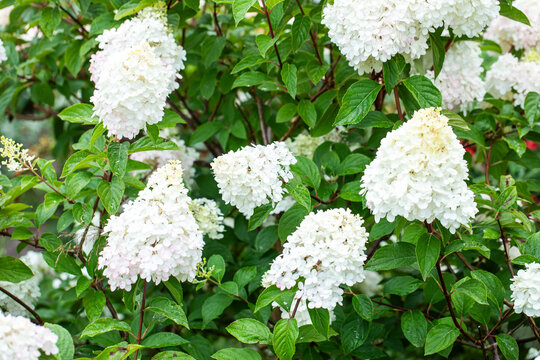 Hortensja bukietowa 'Biała Pełna' (Hydrangea paniculata)