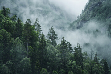 A dense forest blanketed in mist, with towering trees disappearing into the foggy abyss of the fjord below.