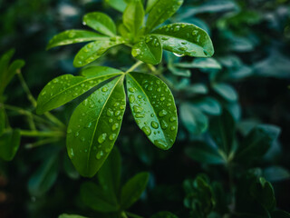 Green foliage