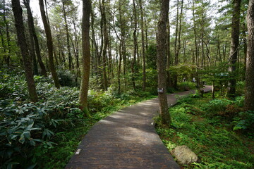 Obraz premium boardwalk through old pine forest