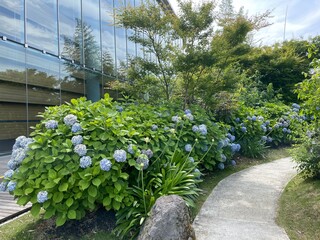 きれいな紫陽花