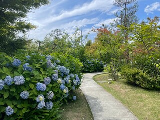きれいな紫陽花