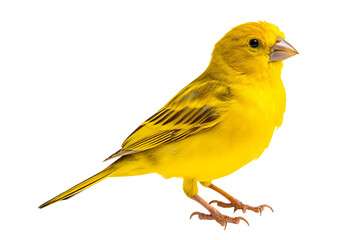 Yellow canary in detailed close-up on transparent background for birdwatching and ornithology projects