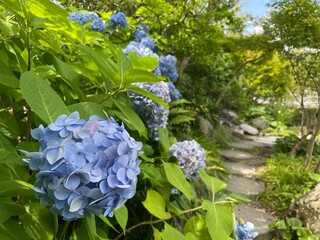 きれいな紫陽花