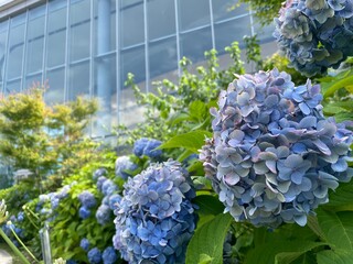 きれいな紫陽花