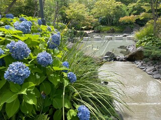 きれいな紫陽花