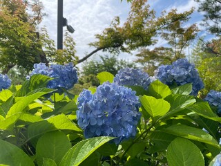 きれいな紫陽花