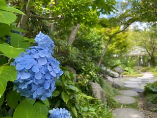 きれいな紫陽花