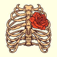Skeleton Rib Cage With Rose