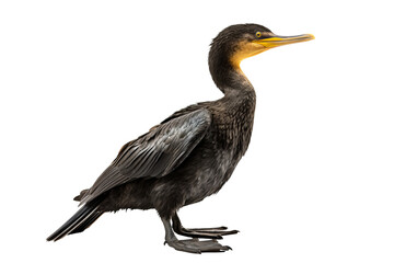 Great cormorant bird with detailed feathers in profile view, isolated on a transparent background for nature and wildlife design projects