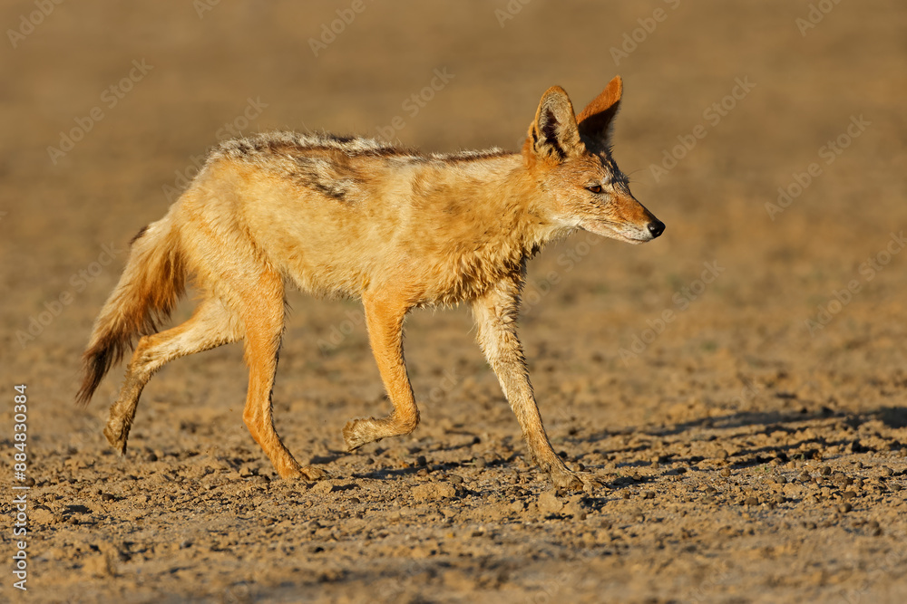 Wall mural a black-backed jackal (canis mesomelas) running, kalahari desert, south africa.