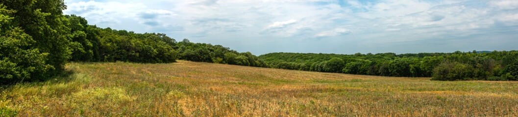 a large clearing overgrown with meadow grass and small wildflowers surrounded by forest in the foothills of the Western Caucasus on a sunny summer day