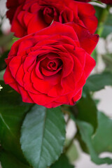 赤い薔薇
