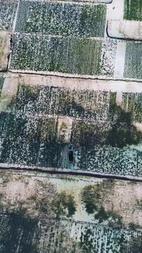 Aerial view of Seaweed Farms in Nusa Lembongan, Bali, Indonesia